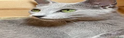 Russian Blue cats for sale: 🥇TOP Quality TICA Pedigree Russian Blue Kittens - Advert 7