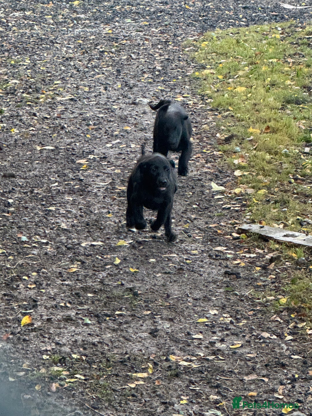 Labrador Retriever dogs for sale: 5 Labrador puppies for sale  - Image 6
