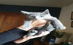 Russian Blue cats for sale: 5 Pure Pedigree Russian Blue Kittens *LAST MALE* - Image 9