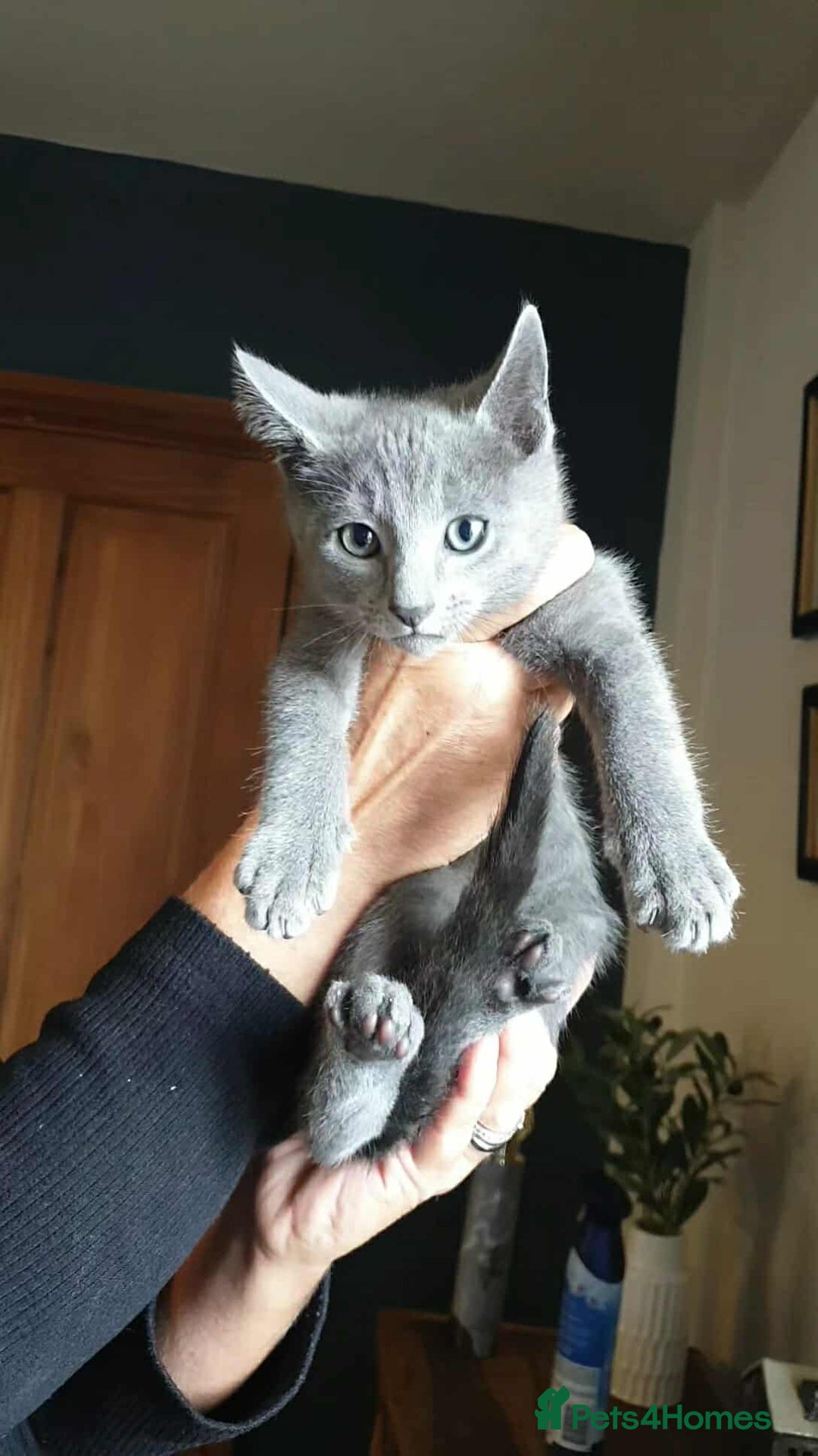 Russian Blue cats for sale: 5 Pure Pedigree Russian Blue Kittens *LAST MALE* - Image 9