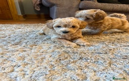 Maltipoo dogs for sale: Real life teddy bears f1 Maltipoo 3 left!🐾🐶❤️💥 - Image 40