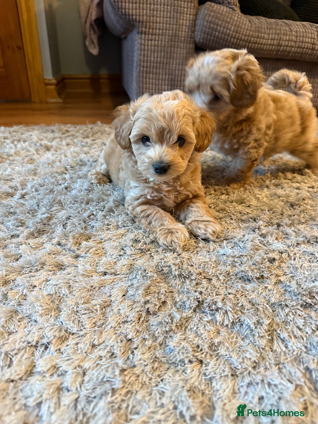 Maltipoo dogs for sale: Real life teddy bears f1 Maltipoo 3 left!🐾🐶❤️💥 - Image 40