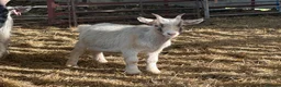 Goats livestock for sale: Pygmy goat wethers - Advert 4