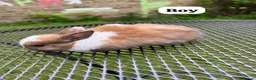 Netherland Dwarf rabbits for sale: New netherland dwarf babies - Advert 4