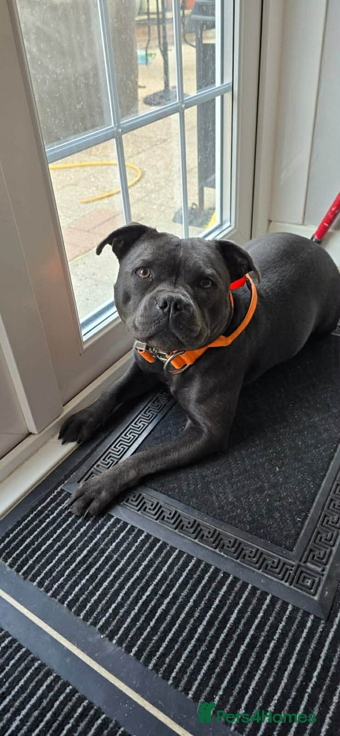 Staffordshire Bull Terrier dogs for sale: Champion bloodlines kc stafford  pups  - Advert 16