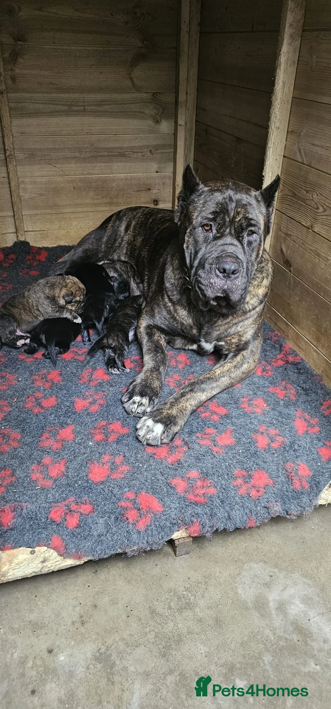 Mixed Breed dogs for sale: Presa canario x nepolyen mastiff  - Advert 2