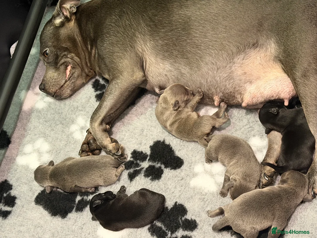 Staffordshire Bull Terrier dogs for sale: Blue & Black Staffordshire bull terrier pups - Advert 18