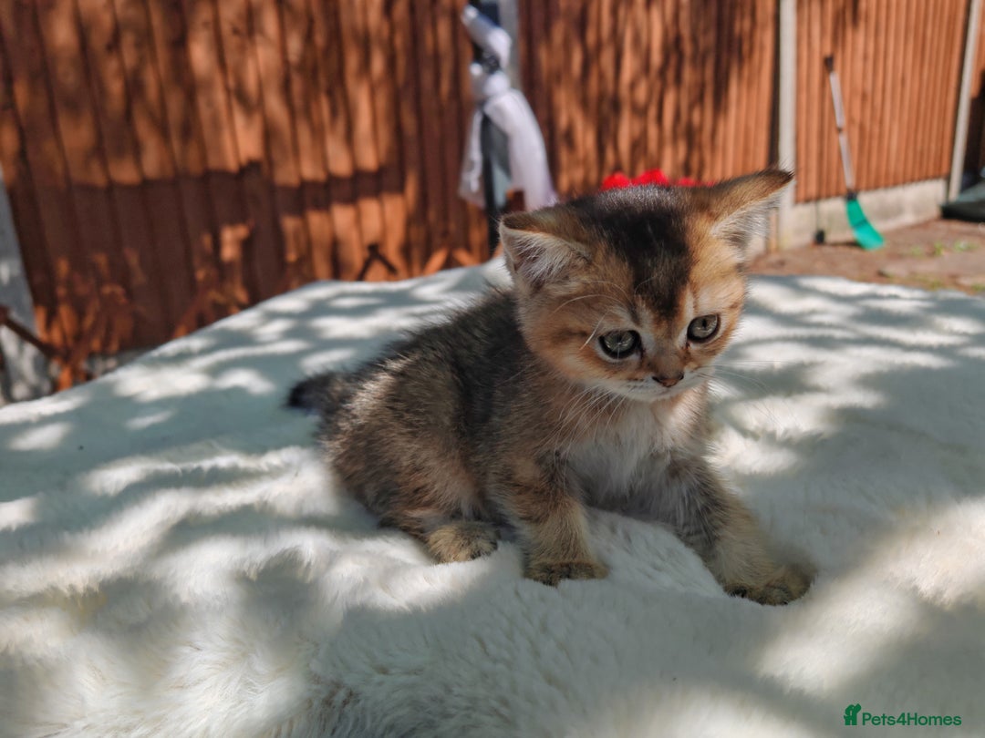 Scottish Fold cats for sale: Ordish street 21 in Burton-on-Trent - Image 4