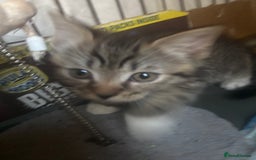 Mixed Breed cats for sale: MaineCoon x X British blue/Scottish fold  - Image 9