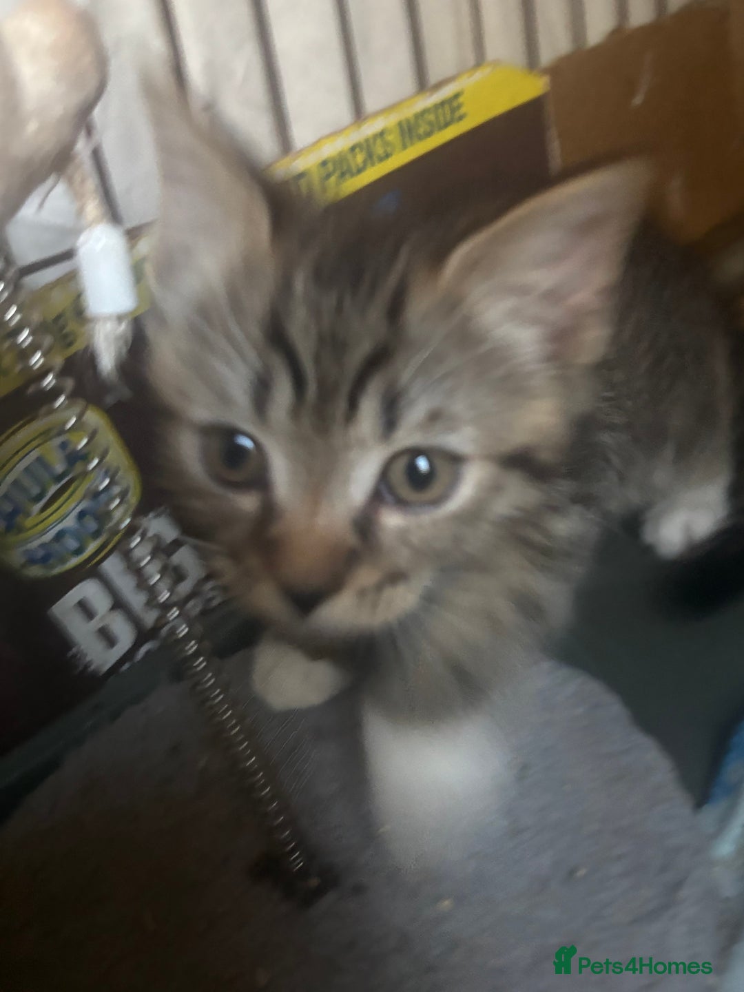 Mixed Breed cats for sale: MaineCoon x X British blue/Scottish fold  - Image 9