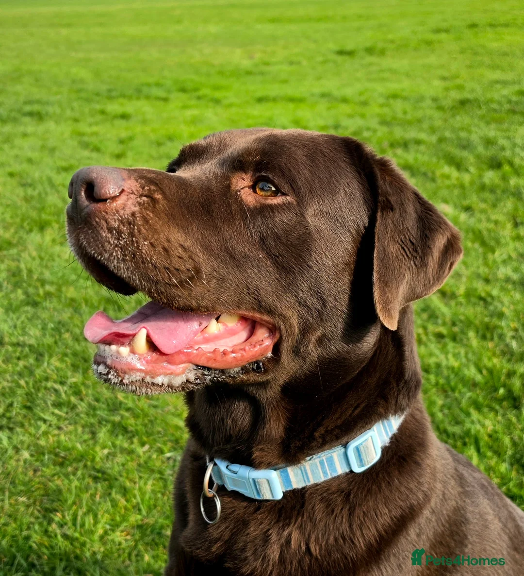 Labrador Retriever dogs for stud: Beautiful KC register Chocolate Lab for stud - Advert 2