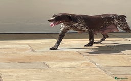 German Shorthaired Pointer dogs for sale: German shorthaired pointer boys and girls  - Image 18