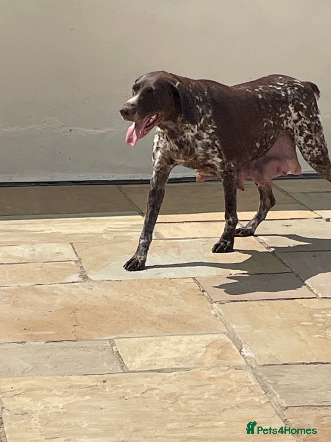 German Shorthaired Pointer dogs for sale: German shorthaired pointer boys and girls  - Image 18