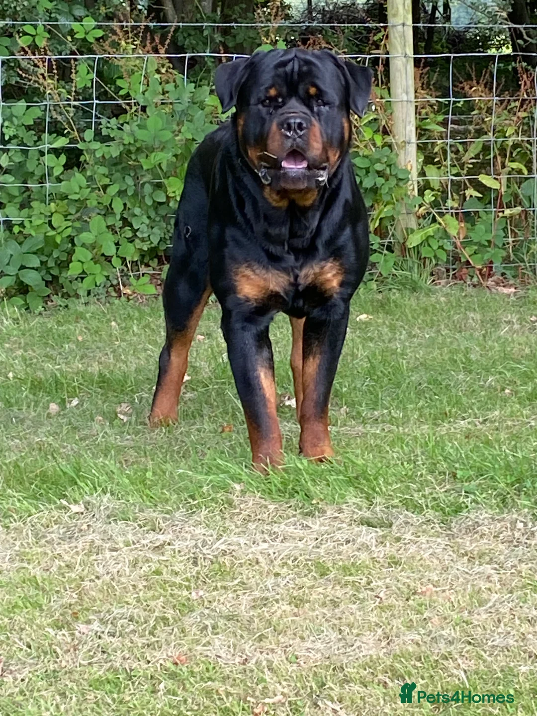 Rottweiler dogs for stud: ROTTWEILER FOR STUD - Advert 4