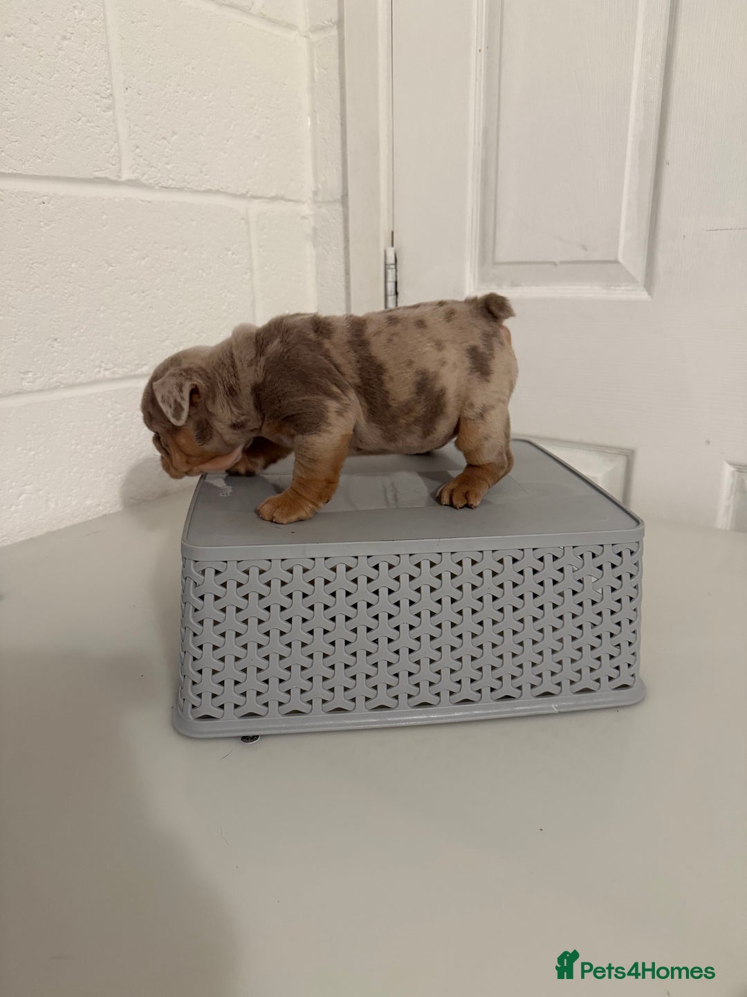 English Bulldog dogs for sale: A LITTER NOT TO BE MISSED 🔥 - Advert 23