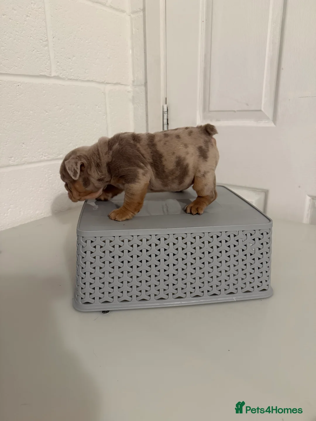 English Bulldog dogs for sale: 1 stunning female left 🔥🔥🔥 - Advert 23