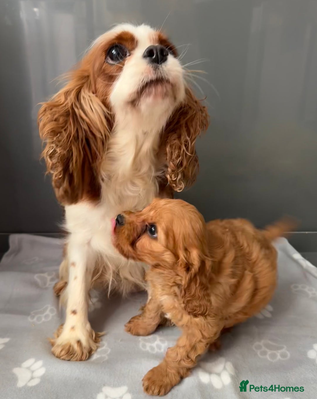 Cavapoo dogs for sale: Fully health tested Cavapoo baby girl 🩷🐶 - Image 2