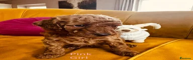 Miniature Poodle 5