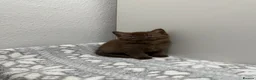 British Shorthair cats for sale: Stunning chocolate BSH & BLH kittens - Advert 19