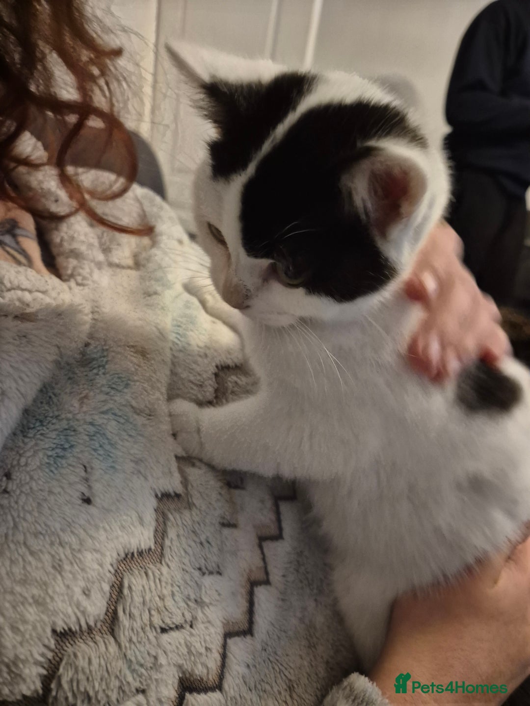 Selkirk Rex cats for sale: Tica reg  pedigree selkirk rex kittens ready now  - Advert 22