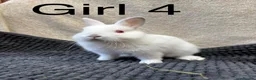 Netherland Dwarf rabbits for sale: Pure bred Netherland dwarfs  - Advert 5