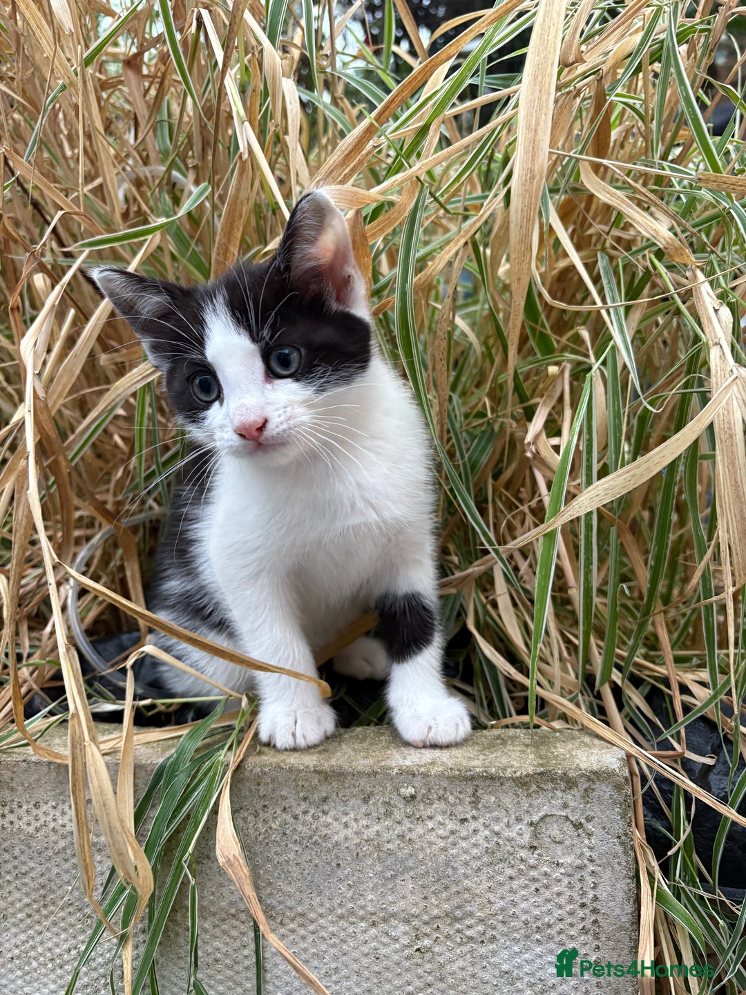 Mixed Breed cats for sale: Kittens  - Image 10