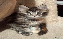Maine Coon cats for sale: Beautiful torbie Maine Coon girls - Image 7