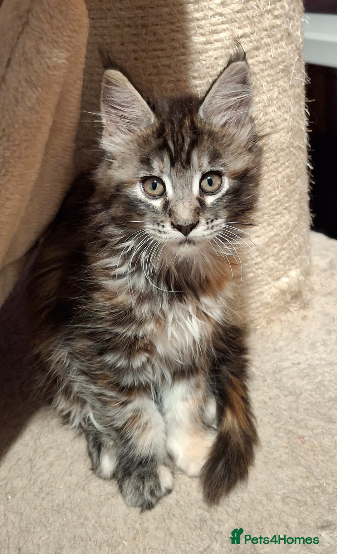 Maine Coon cats for sale: Beautiful torbie Maine Coon girls - Image 7
