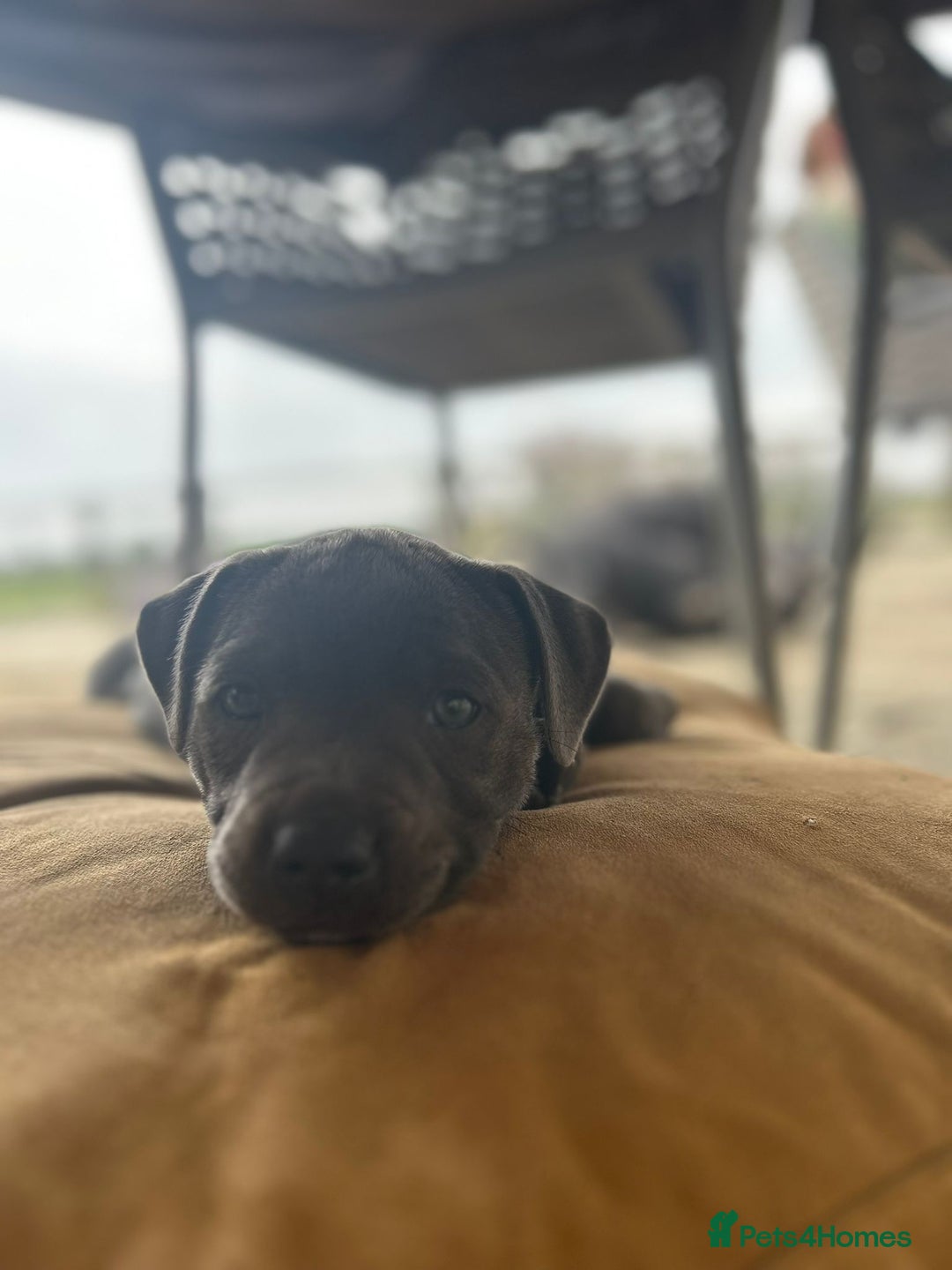 Staffordshire Bull Terrier dogs for sale: Chunky Staffy pups 💕 2 girls left, Ready to leave - Image 29