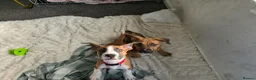 Mixed Breed dogs for sale: Ridgeback/American terrier/ english bulldog mix  in Coventry - Advert 24