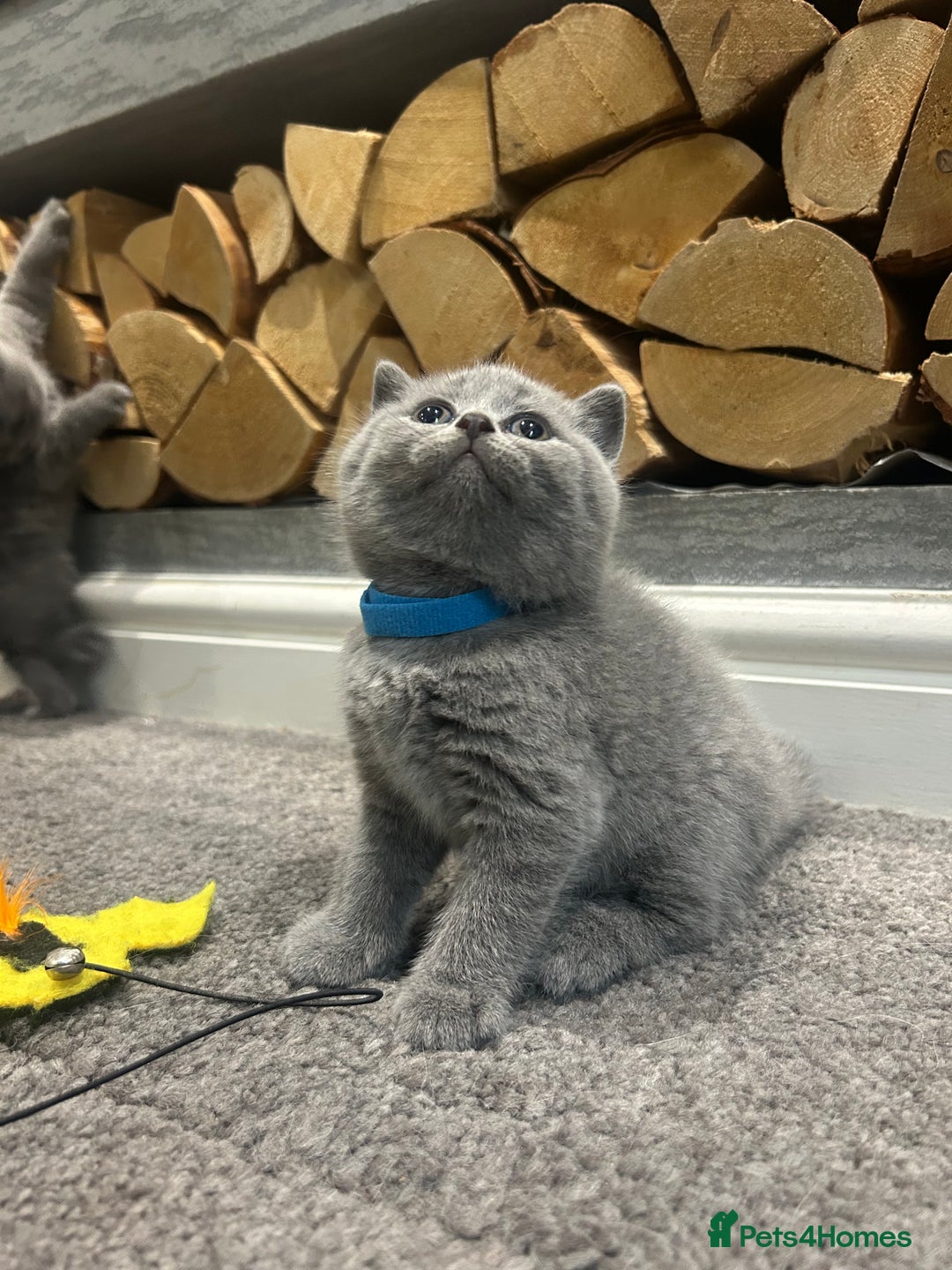 British Shorthair cats for sale: Pedigree Blue British Shorthair 💙💙💙💗💗💗💗 - Image 17
