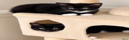 Mixed Breed cats for sale: Beautiful fluffy tuxedo kittens available now - Advert 3