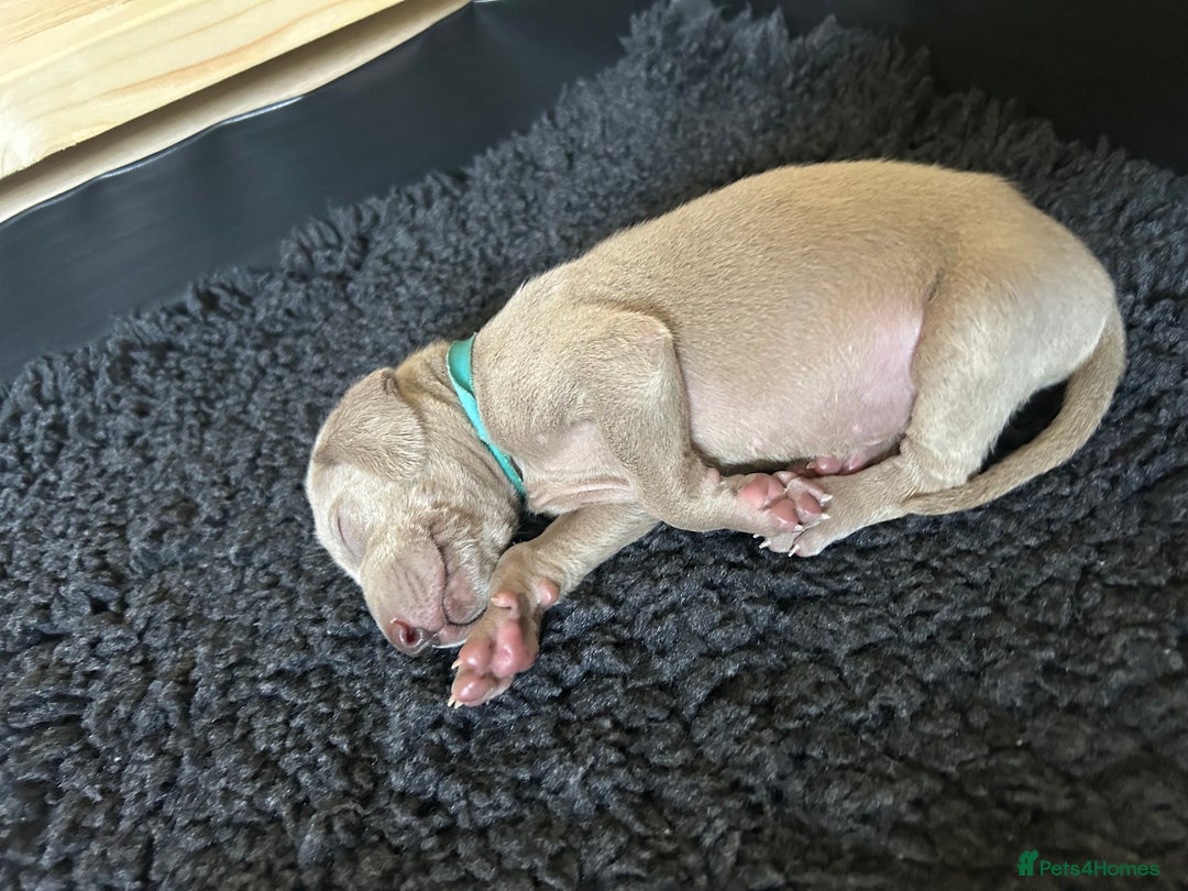 Weimaraner dogs for sale: Exceptional litter of Weimaraner puppies  - Image 26