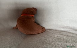 Australian Labradoodle dogs for sale: Fib Labradoodle puppies - Advert 15