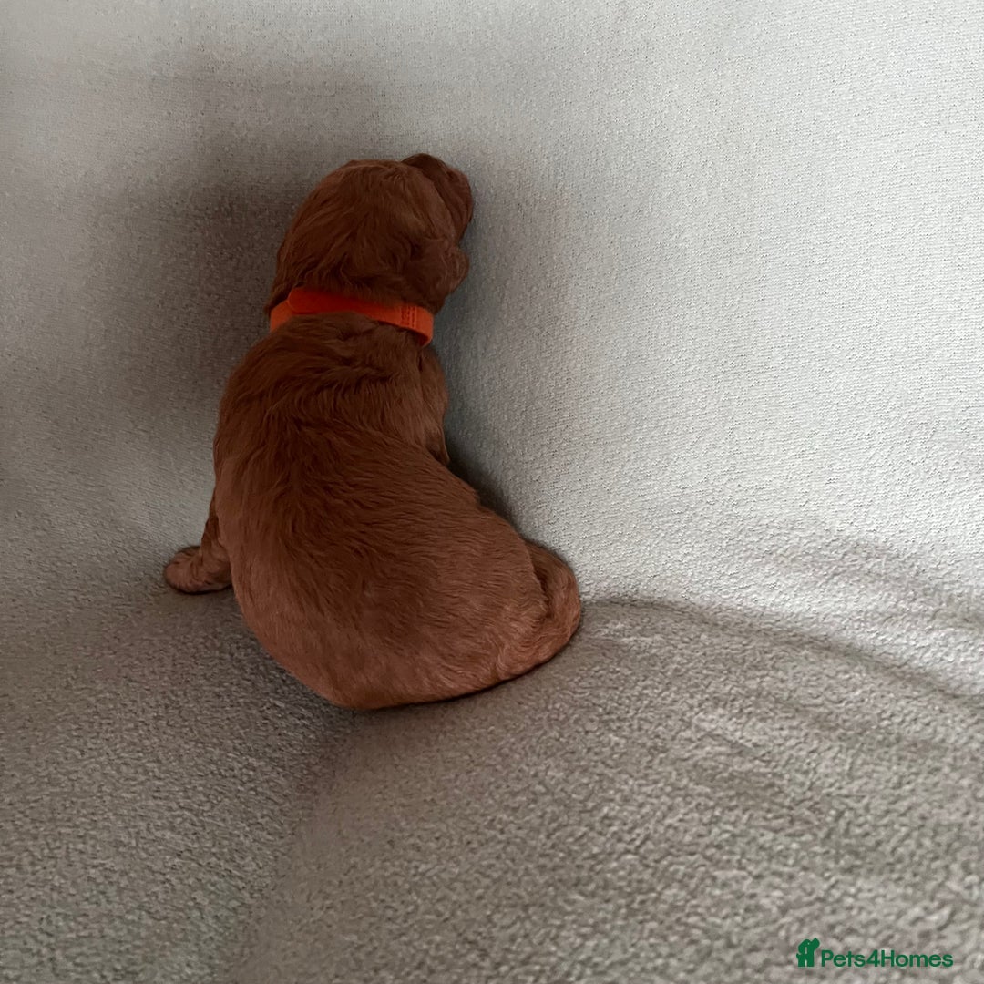 Australian Labradoodle dogs for sale: Fib Labradoodle puppies - Advert 15