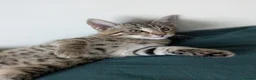 Bengal cats for sale: Super child friendly Bengal kittens boy and girl - Advert 12