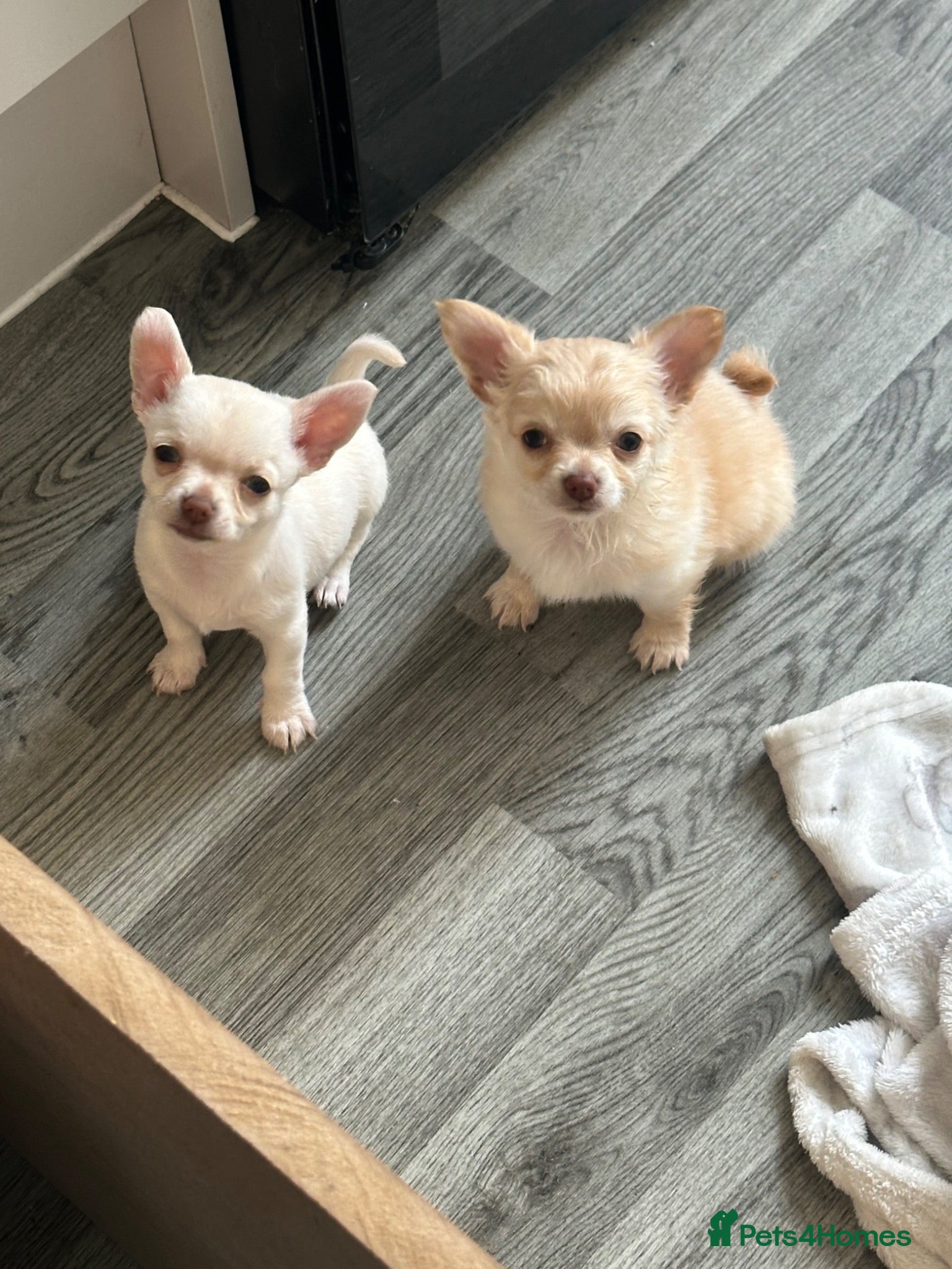 Chihuahua dogs *READY NOW * Chihuahua pups for sale - Advert 8