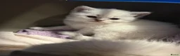 Scottish Fold cats for sale: Scottish fold kittens ready for reservation - Advert 3