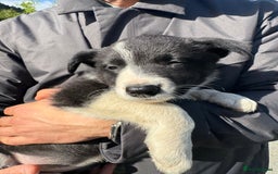 Border Collie dogs for sale: Mid Wales border collie pups  - Image 31