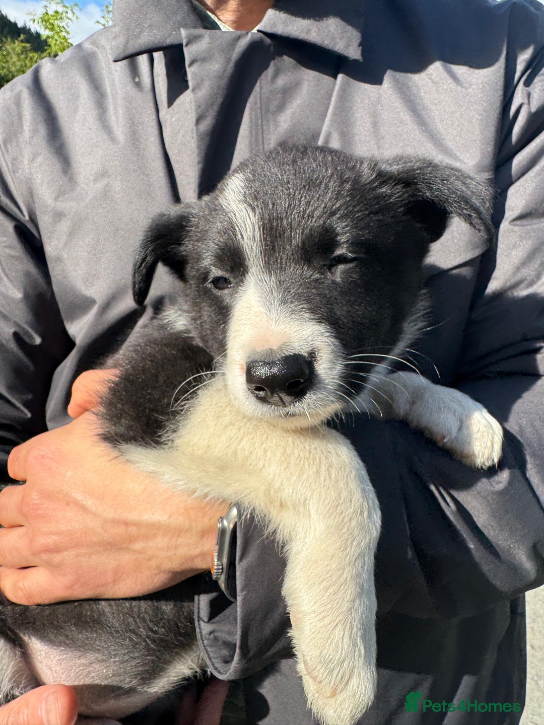 Border Collie dogs for sale: Mid Wales border collie pups  - Image 31