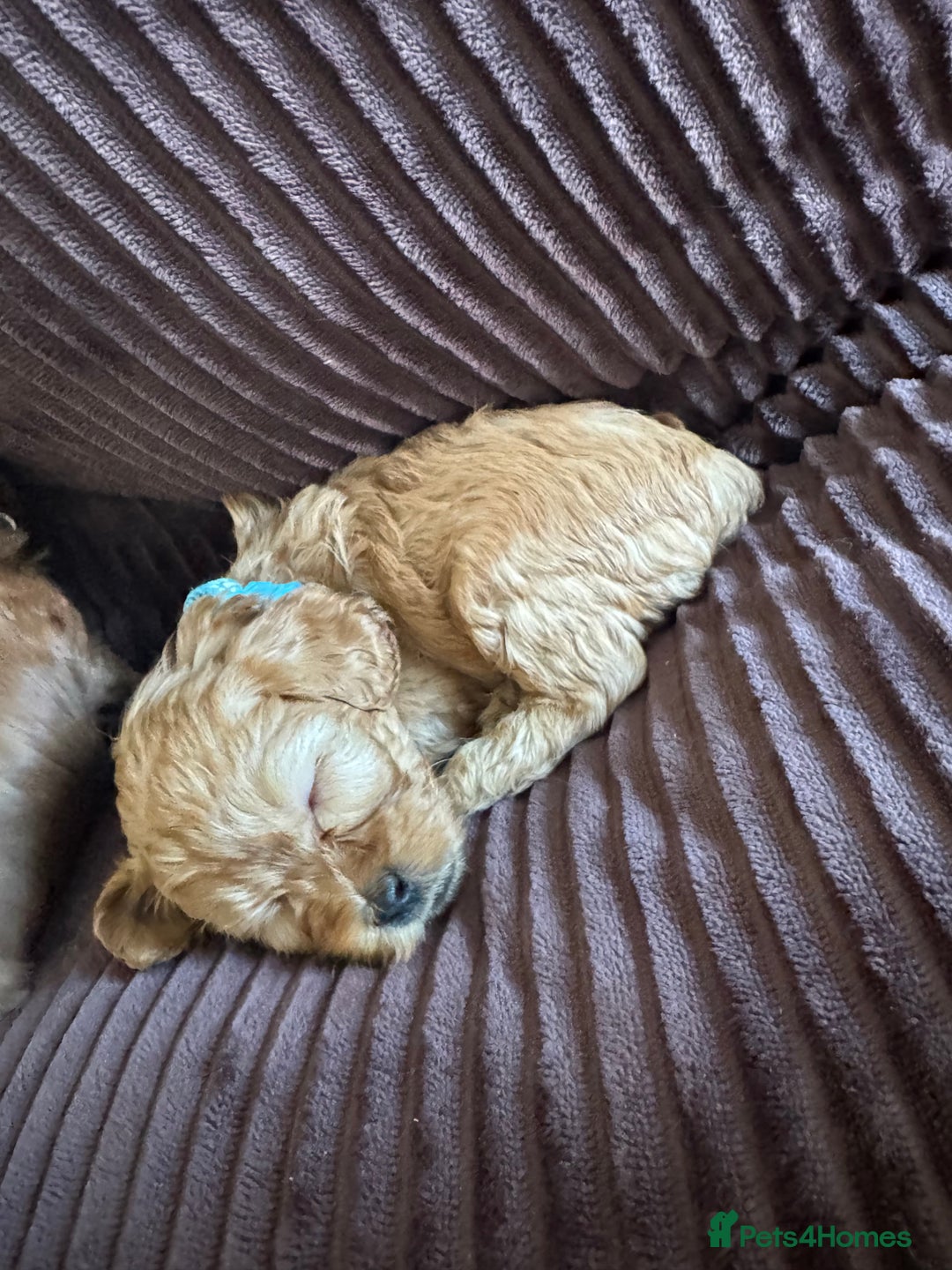 Cavapoo dogs for sale: Toy cavapoo  - Advert 5