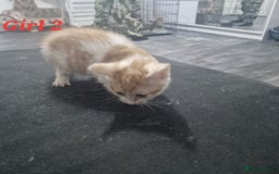Mixed Breed cats for sale: Beautiful kittens for sale - Image 22