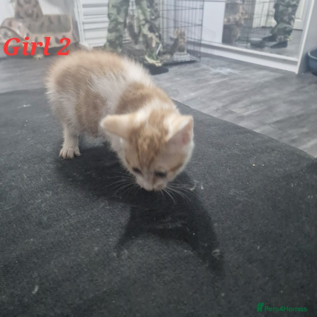 Mixed Breed cats for sale: Beautiful kittens for sale - Image 22