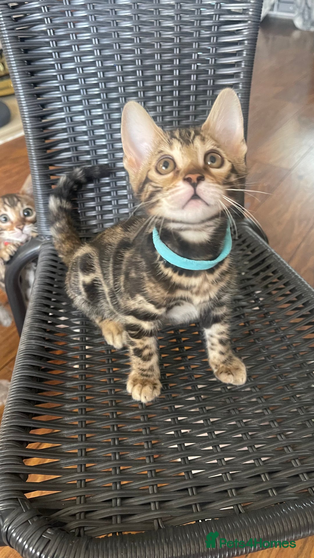 Bengal cats for sale: 🏡Stunning Tica registered Bengal Kittens  🐾 - Image 30
