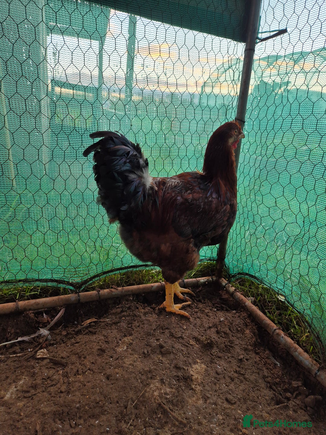 Chickens poultry for sale: 2 x large fowl wyandotte cockerals - Advert 4