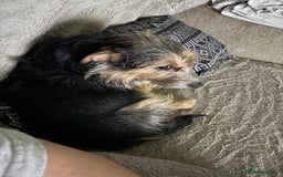 Jack Russell dogs for sale: Jack Russell girl puppy’s available  - Image 2