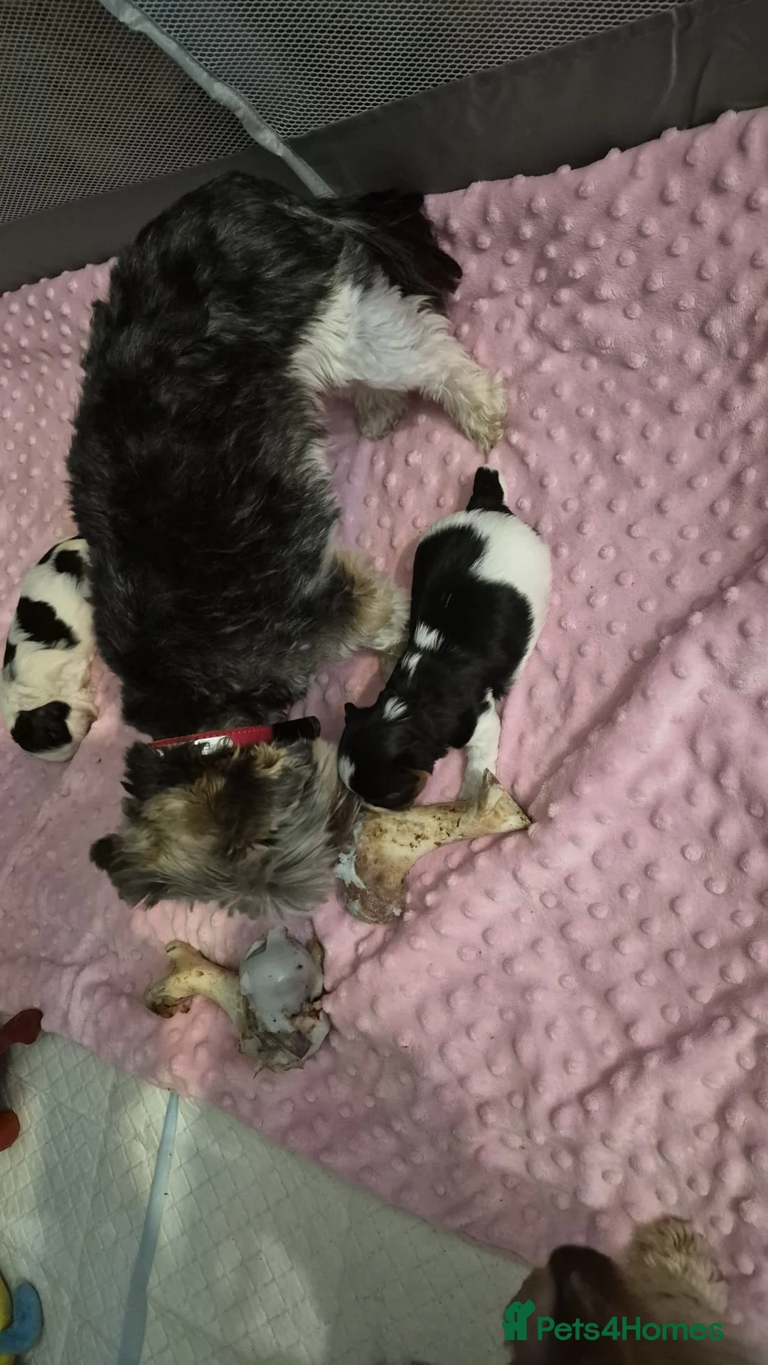 Yorkshire Terrier dogs for sale: Boy Yorkie Terrier Breavier - Advert 2