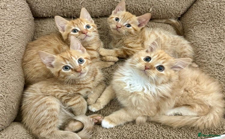 Mixed Breed cats - Advert 1