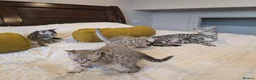 Bengal cats for sale: 🖤🩶🤍 Stunning Bengal Kittens 🤍🩶🖤 - Advert 8