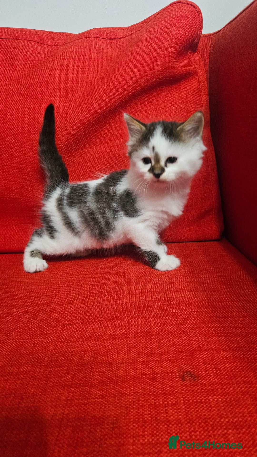 Domestic Shorthair cats for sale: Male and female  - Image 15